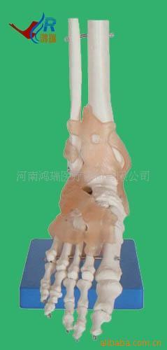 医药教学器材 医学模型厂家供应自然大脚关节带韧带模型，助力精准教学