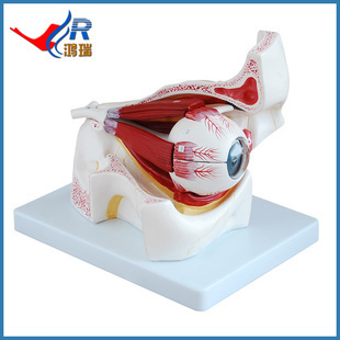 医药教学器材-厂家供应 眼球与眼眶放大模型 眼解剖放大解剖模型HR-316B-医